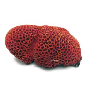 קישוט לאקווריום אבן SZ-574 רוחב 16 סמ